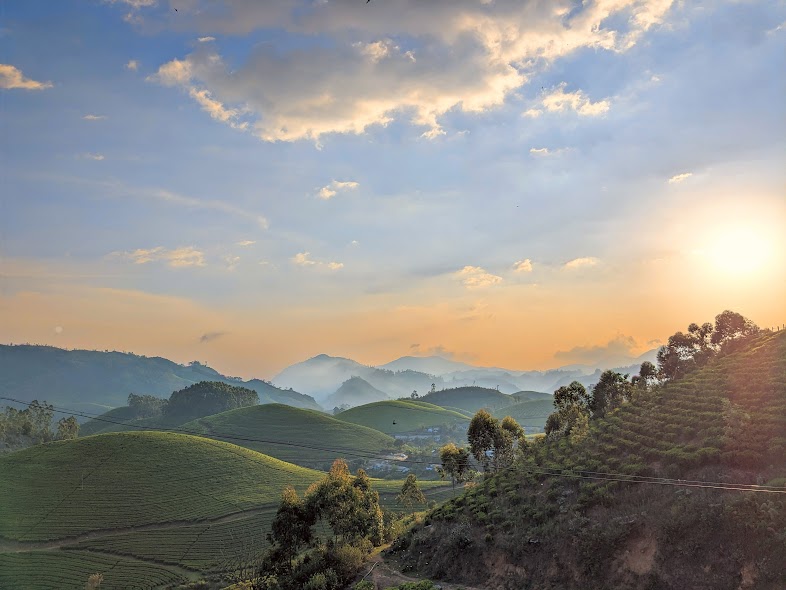 idli hills munnar